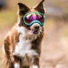 Gafas de Sol "Todo Terreno" para Perro
