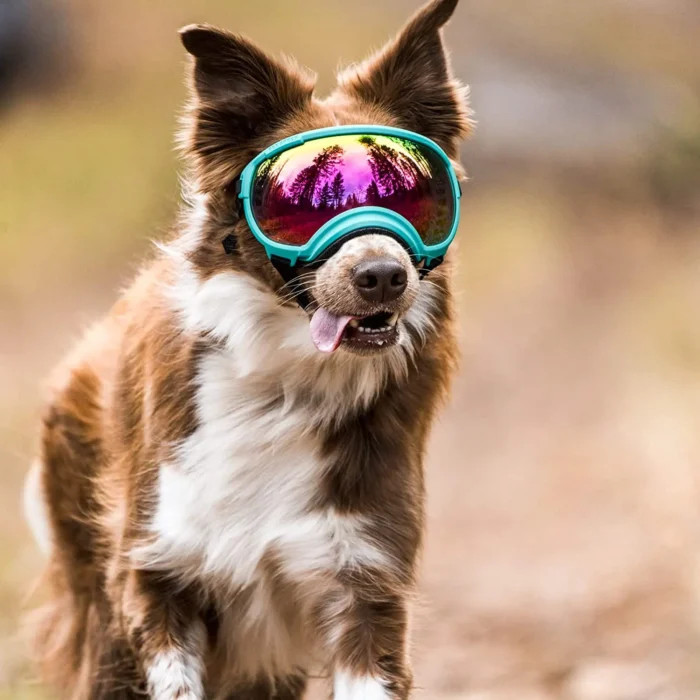 Gafas de Sol "Todo Terreno" para Perro