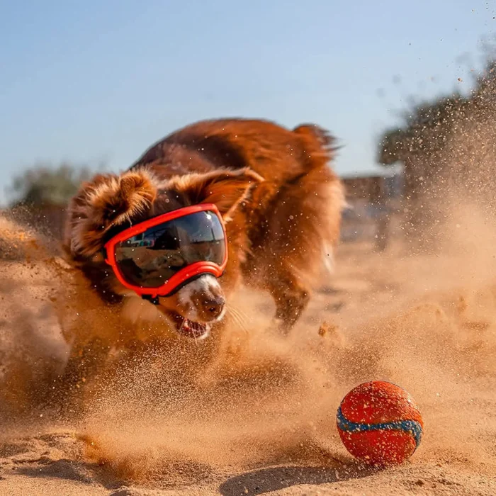 Gafas de Sol "Todo Terreno" para Perro